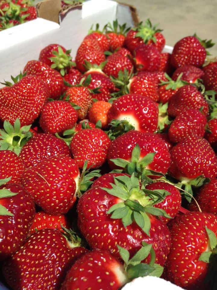 Le Potager Mont Rouge Enr Fraises Et Framboises Du Québec