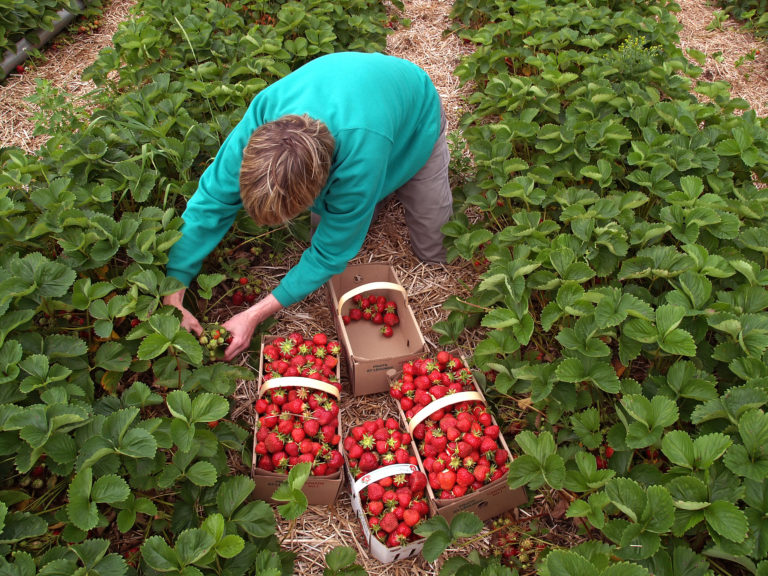 La Production - Fraises Et Framboises Du Québec